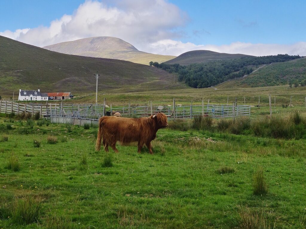 All You Need To Know About Highland Cattle - Hillwalk Tours Self-Guided  Hiking Tours